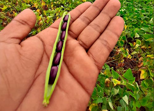 Arando el campo